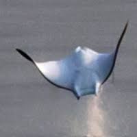 Image result for Mobula hypostoma