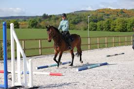 Image result for Scottish Equi Complex
