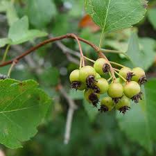 Attēlu rezultāti vaicājumam “Crataegus x macrocarpa fruit”