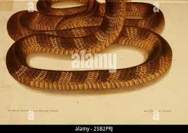 Attēlu rezultāti vaicājumam “Serpentes”