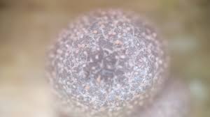 Attēlu rezultāti vaicājumam “Lycogala roseosporum spores”