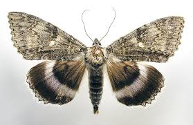 Attēlu rezultāti vaicājumam “Catocala fraxini”