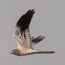 Attēlu rezultāti vaicājumam “Circus pygargus”