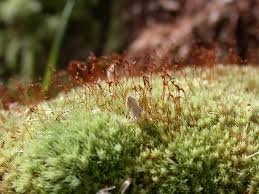 Attēlu rezultāti vaicājumam “Leucobryum juniperoideum”