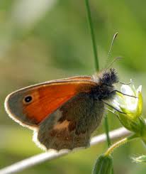 Attēlu rezultāti vaicājumam “Coenonympha pamphilus”