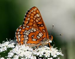 Attēlu rezultāti vaicājumam “Euphydryas maturna”