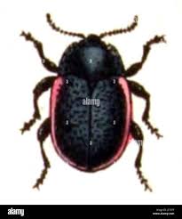 Attēlu rezultāti vaicājumam “Chrysolina sanguinolenta”