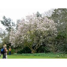 Attēlu rezultāti vaicājumam “Magnolia x soulangeana”