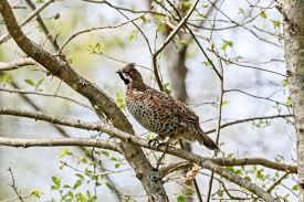 Attēlu rezultāti vaicājumam “Bonasa bonasia eggs”