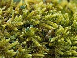 Attēlu rezultāti vaicājumam “Hymenostylium recurvirostrum macro”