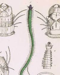 Attēlu rezultāti vaicājumam “Annelides”