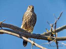 Image result for Falco columbarius