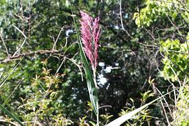 Attēlu rezultāti vaicājumam “Phragmites communis flower”