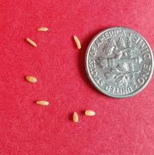 Image result for cestoda excrement dog