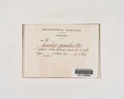 Attēlu rezultāti vaicājumam “Geocalyx graveolens”