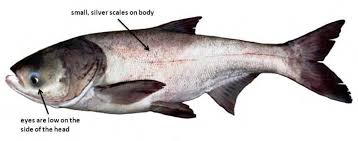 Image result for Hypophthalmichthys nobilis