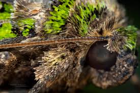 Attēlu rezultāti vaicājumam “Trachea atriplicis”