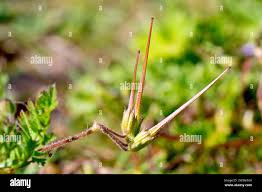 Attēlu rezultāti vaicājumam “Erodium cicutarium fruit”