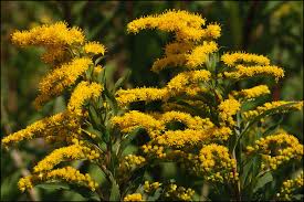 Attēlu rezultāti vaicājumam “Solidago canadensis flower”