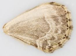 Attēlu rezultāti vaicājumam “Colostygia pectinataria female”