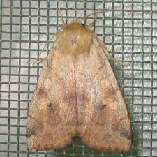 Attēlu rezultāti vaicājumam “Enargia paleacea”