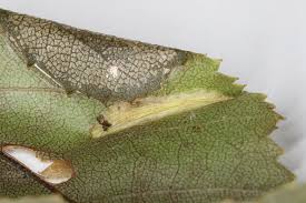 Attēlu rezultāti vaicājumam “Phyllonorycter sp.”