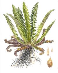Attēlu rezultāti vaicājumam “Polystichum lonchitis”