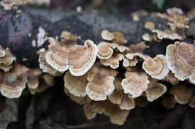 Attēlu rezultāti vaicājumam “Trametes ochracea”