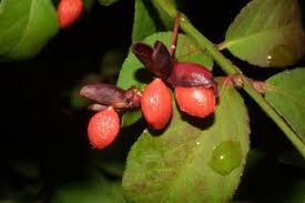 Attēlu rezultāti vaicājumam “Euonymus fruit”