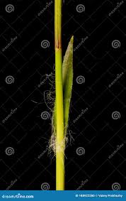 Attēlu rezultāti vaicājumam “Luzula pilosa fruit”