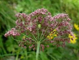 Image result for Pimpinella major