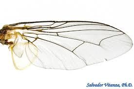 Attēlu rezultāti vaicājumam “Sarcophagidae”