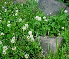 Attēlu rezultāti vaicājumam “Trifolium repens flower”
