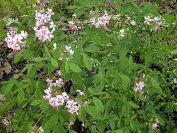Attēlu rezultāti vaicājumam “Rhododendron periclymenoides”