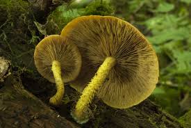 Attēlu rezultāti vaicājumam “Pholiota flammans”