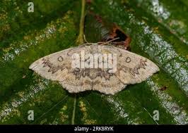 Attēlu rezultāti vaicājumam “Cyclophora annularia”