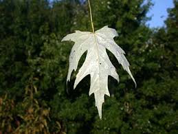 Attēlu rezultāti vaicājumam “Acer saccharinum leaf”