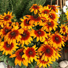 Image result for Rudbeckia Paradisio