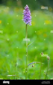 Attēlu rezultāti vaicājumam “Dactylorhiza russowii bud”