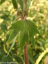 Attēlu rezultāti vaicājumam “Leonurus quinquelobatus”