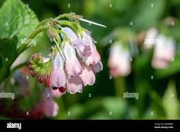 Attēlu rezultāti vaicājumam “Symphytum grandiflorum flower”