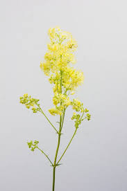 Attēlu rezultāti vaicājumam “Thalictrum lucidum”