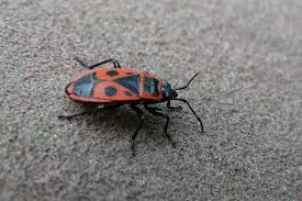 Attēlu rezultāti vaicājumam “Pyrrhocoris apterus imago”