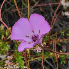 Attēlu rezultāti vaicājumam “Cribraria splendens”