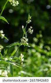 Attēlu rezultāti vaicājumam “Vincetoxicum hirundinaria leaf”