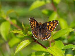 Attēlu rezultāti vaicājumam “Hamearis lucina upperside”