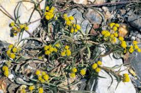 Attēlu rezultāti vaicājumam “Erysimum hieracifolium fruit”