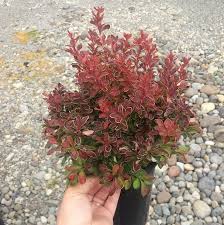 Attēlu rezultāti vaicājumam “Berberis thunbergii”