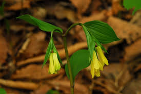 Attēlu rezultāti vaicājumam “Colchicaceae”