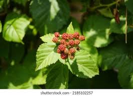 Image result for Rubus sectio